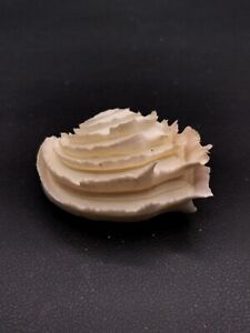 Bassina disjecta pair. 55mm veneridae sea shell beach collectors sea shell #5759