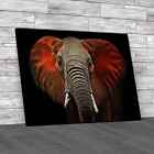 Red Eared African Elephant Canvas Print Large Picture Wall Art
