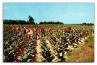 Vintage 1950S - Harvesting Tobacco In The South - Tennessee Postcard (Unposted)