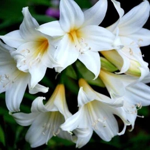White Lady : A Rare White Lily : Big Mature Bulb: $63 For 2 Bulbs : Free Postage - Picture 1 of 1