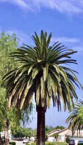 50 King Alexander PALM Tree Seeds   Cleaned and Dry Seeds /Ready to Plant - Picture 1 of 5