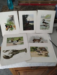 7 Original Antique Prints Denton Fuertes & Others Ducks Deer Birds & More - Picture 1 of 24
