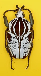 Cetonidae, Goliathus goliathus undulatus ( male size 95+-1mm ) - Bild 1 von 3