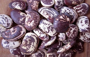 Semillas de frijol Phaseolus lunatus orgánicas no transgénicas Ucrania 5 semillas en todo el mundo - Imagen 1 de 1