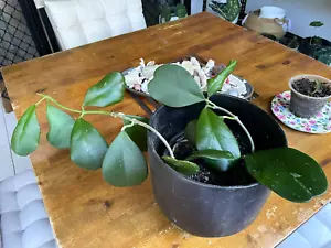 HOYA KERRII ESTABLISHED LARGE PLANT ~ Heart Shaped Leaves - Picture 1 of 5