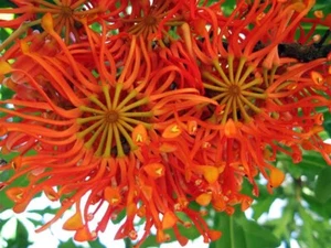 FIRE WHEEL TREE 5 SEEDS STENOCARPUS SINUATUS FLOWERING TREE - Picture 1 of 5