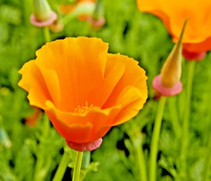 501+ORANGE CALIFORNIA POPPY Seeds Native Wildflower Container Flower Garden - Picture 1 of 12