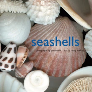 Seashells - Imagen 1 de 1