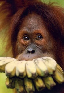 Funny DIET ENCOURAGEMENT Card, Orangutan Monkey Eat Bananas Food by Hallmark +✉ - Picture 1 of 5