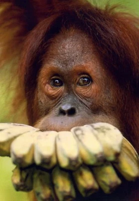 Funny DIET ENCOURAGEMENT Card, Orangutan Monkey Eat Bananas Food by Hallmark +✉ - Image 1 of 4