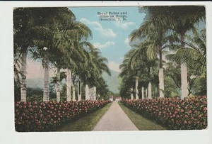 POSTCARD ROYAL PALMS & HIBISCUS HEDGE HONOLULU HAWAII - Bild 1 von 2