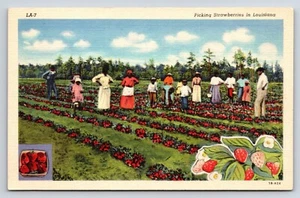 Postcard Picking Strawberries in Louisiana LA-7 - People In Fields - Picture 1 of 2