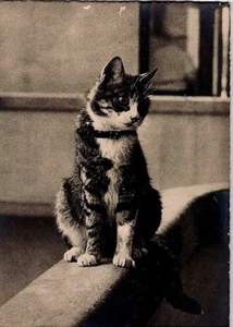 Gatto Cat Chat Gato Katze Vera foto Real Photo PC Circa 1940 2 - Imagen 1 de 1