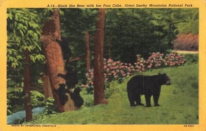 Black Bear w Cubs Newfound Gap TN Smoky Mountains Martin Vintage Linen Postcard - Picture 1 of 2