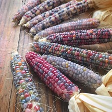 100 semi Mais 50 ARCOBALENO E 50 FRAGOLA
