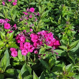 Phlox paniculata 'Kirchenfürst' - Hohe Garten-Flammenblume 'Kirchenfürst' -… - Bild 1 von 2