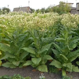Tabak Virginia Gold 300+ STCK. frische Samen, Nicotiana tabacum, Tabaksamen - Bild 1 von 8
