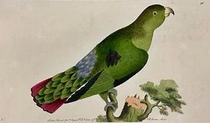 Mantón de periquito cola púrpura 1789 y asentimiento coloreado a mano placa de cobre grabado - Imagen 1 de 2