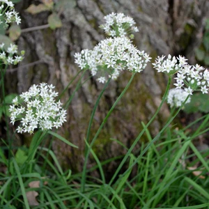 Garlic Chives - 100 Seeds - Picture 1 of 4