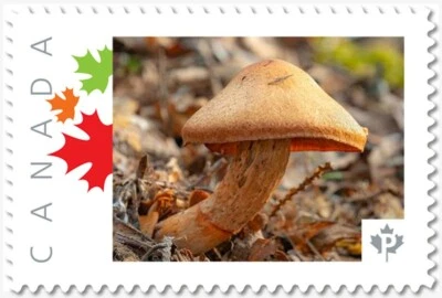 MUSHROOM = BROWN = Picture Postage MNH-VF+ Canada 2019 [p19-04-s06] - Image 1 of 2
