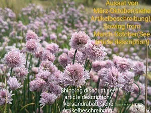 Schnittlauch, Allium schoenoprasum, chieves, 700 seeds, samen, essbar - Bild 1 von 12