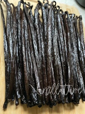 1/4 lb Gourmet Papúa Grado A Bourbon Planifolia Fresco Vainilla Frijoles - Vainillatura Foto 1 de 4