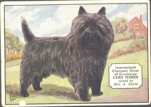 Westminster (overseas) - Champion Dogs - 5 - The Cairn Terrier - Picture 1 of 1