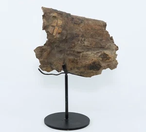 Triceratops Dinosaur Fossil Bone 6.2" Hell Creek Fm South Dakota SD COA 6768 - Picture 1 of 10