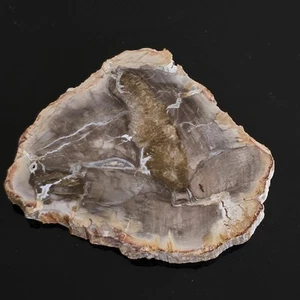 KCGS versteinerte Holzplatte aus Madagaskar US VERKÄUFER #0151 - Bild 1 von 10