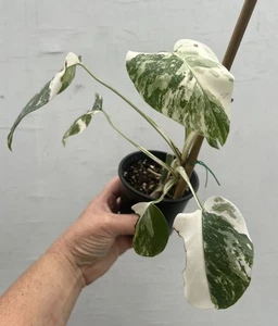 F72 Monstera deliciosa Var Borsigiana Variegated Albo ESTABLISHED PLANT Rare - Picture 1 of 13