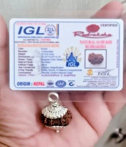 14 Mukhi Rudraksha Pendent Nepal Origin Pure Silver Pendent lab certificate xray - Picture 1 of 4