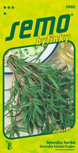 Berg-Bohnenkraut Samen - Bild 1 von 2