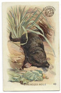 Sternnasen Maulwurf Arm & Hammer interessante Tiere Karte Kirche & Co #49 um 1898 - Bild 1 von 2