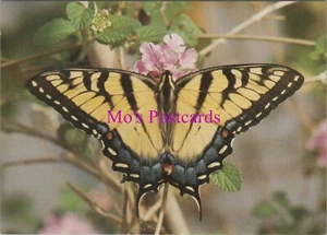 Animals Postcard - Butterflies, Tiger Swallowtail Butterfly RR20458 - Picture 1 of 2