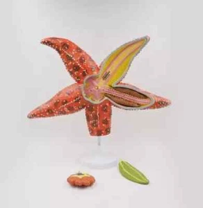 Starfish Model Sea Animal Invertebrate Anatomy Educational Equipment Teaching - Picture 1 of 6