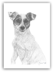JACK RUSSELL DOG  - LARGE CARD- From Original Pencil Drawing By Joanne T Kell