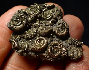 Stunning, full pyrite multi-ammonite fossil (42 mm) Crucilobiceras - Picture 1 of 11