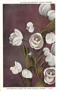 Panamá - La Orquídea Espíritu Santo o Paloma - Publ. I. L. Maduro jr. 355 - Imagen 1 de 2