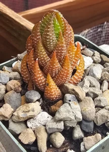 Haworthia Reinwardtii - Picture 1 of 3