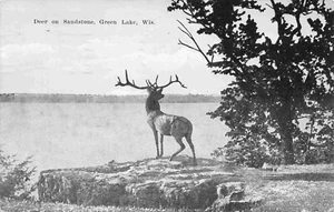 Postal de ciervo sobre roca arenisca verde lago Wisconsin 1928 - Imagen 1 de 2