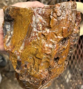 Silver Creek Junction versteinertes Holz - Bild 1 von 8