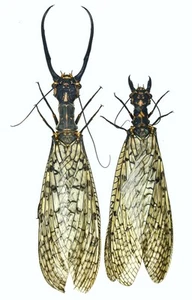 Corydalidae Acanthacorydalis asiatica sp Yunnan GIANT Pair - Picture 1 of 3