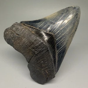 Sharply Serrated Super Colorful 4.69" Fossil MEGALODON Shark Tooth - USA - Picture 1 of 9
