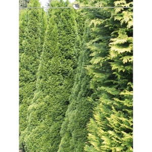 Lebensbaum Smaragd 160-180 cm. 12 Heckenpflanzen. Immergrüner Sichtschutz Zaun - Bild 1 von 4
