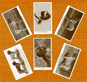 MASTIFF SET OF SIX NAMED DOG COLLECTABLE TRADE CARDS GREAT GIFT - Foto 1 di 1