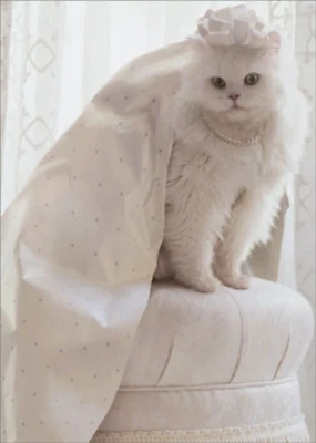 Tarjeta de felicitación de ducha nupcial - gato en papel de envolver Foto 1 de 2