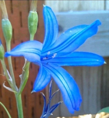 Wild Blue Amaryllis Bulbs Plant Now for Spring Flowers Hardy Perennial Zones 3-9 - Image 1 of 3