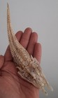 curiosité , taxidermie : Poisson Peristedion Naturalisé #2