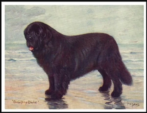 NEWFOUNDLAND CHAMPION NAMED DOG VINTAGE STYLE DOG ART PRINT POSTER - Picture 1 of 1