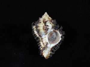 Muschel Hexaplex Stainforthi 46,6mm ID#8976 - Bild 1 von 3